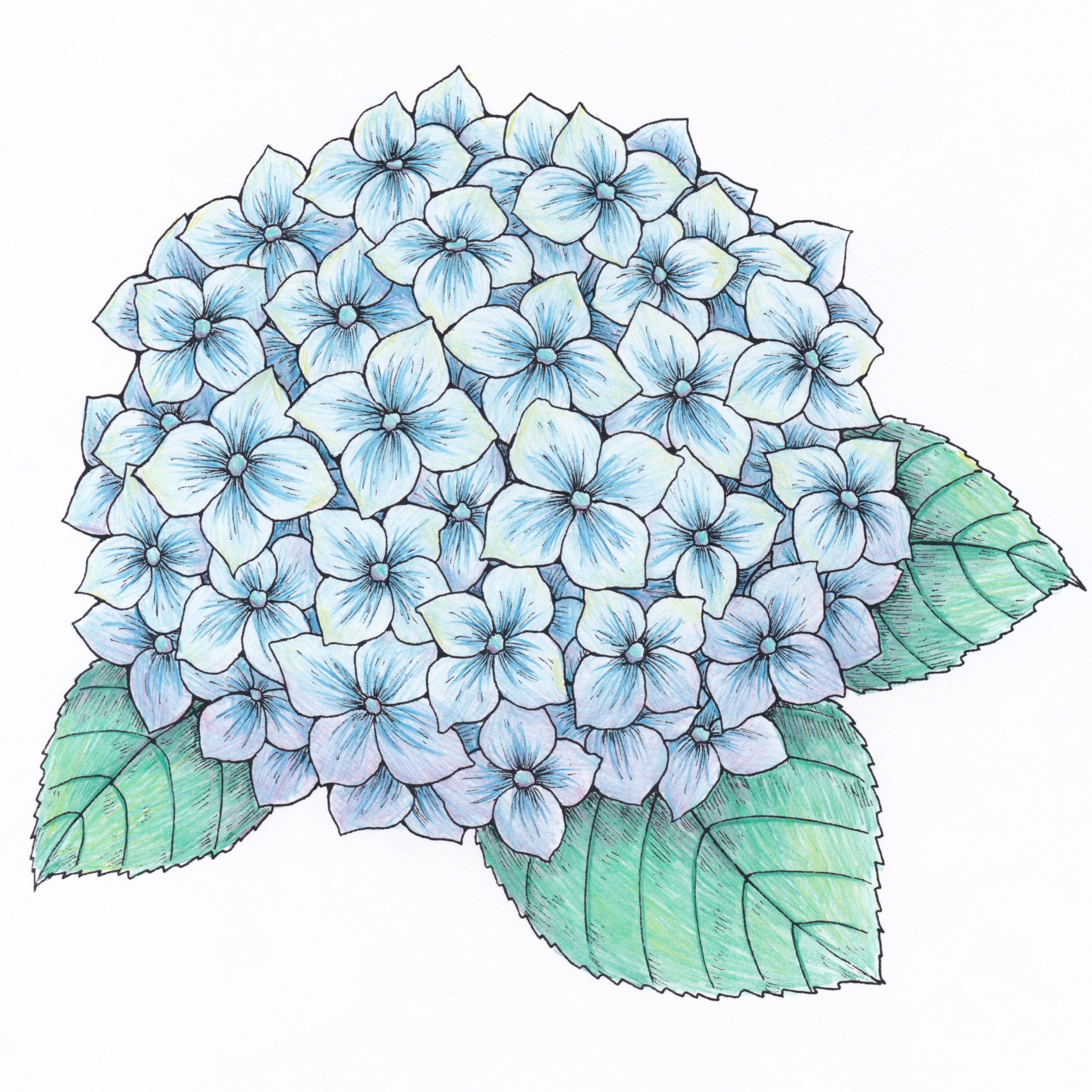プロ監修 初心者でも簡単 塗り絵から学ぶ花の描き方 桜 紫陽花 カーネーション ファーバーカステル